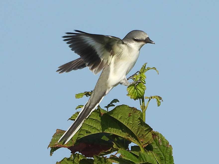 サンショウクイ