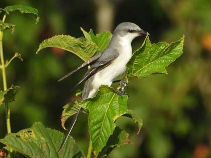 サンショウクイ