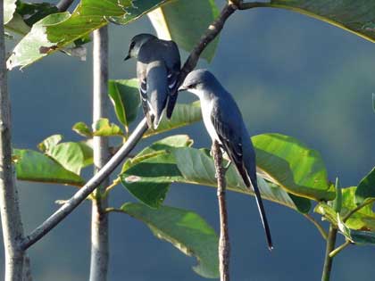 サンショウクイ