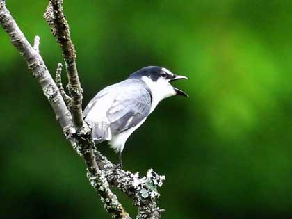 サンショウクイ