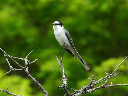 サンショウクイ