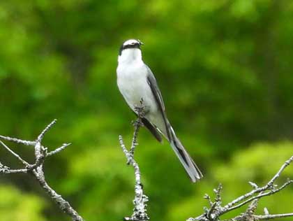 サンショウクイ