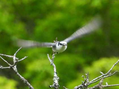 サンショウクイ