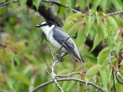 サンショウクイ