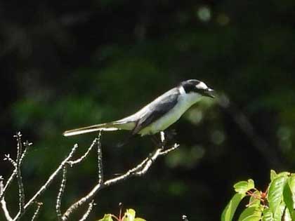 サンショウクイ