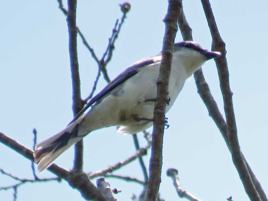 サンショウクイ