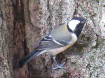 旭ヶ丘野鳥写真館