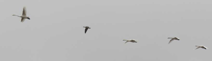 シジュウカラガン