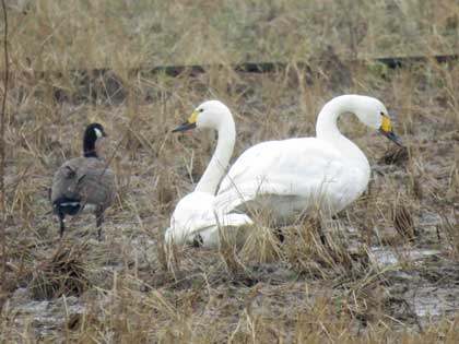 シジュウカラガン