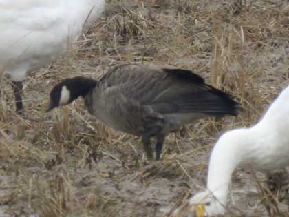 シジュウカラガン