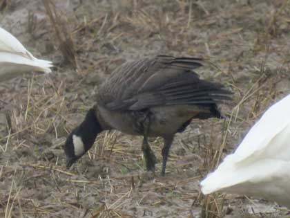 シジュウカラガン