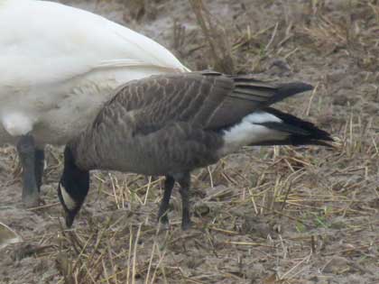 シジュウカラガン