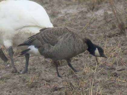 シジュウカラガン