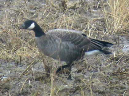 シジュウカラガン