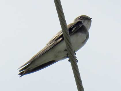 ショウドウツバメ