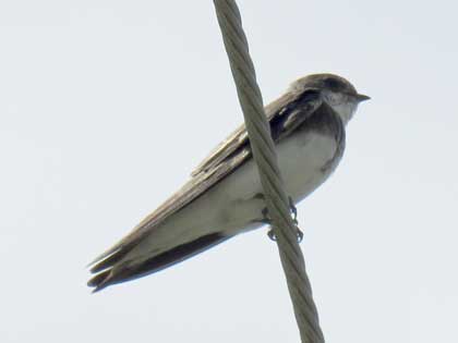 ショウドウツバメ