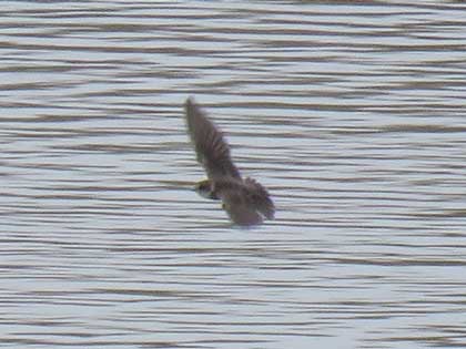 ショウドウツバメ