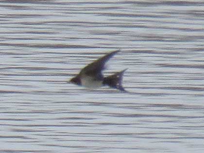 ショウドウツバメ