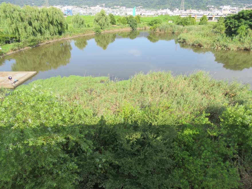 シロハラクイナ