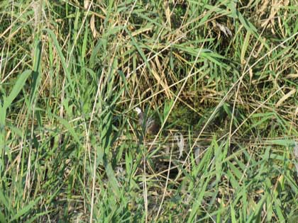 シロハラクイナ