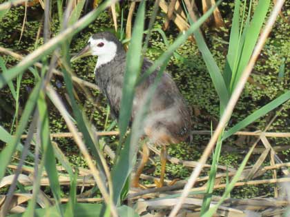 シロハラクイナ