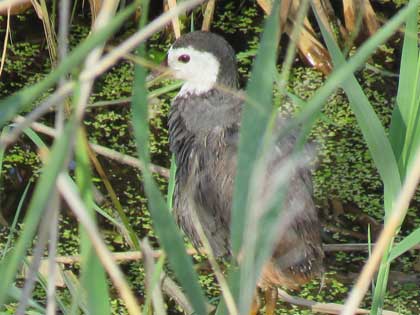 シロハラクイナ