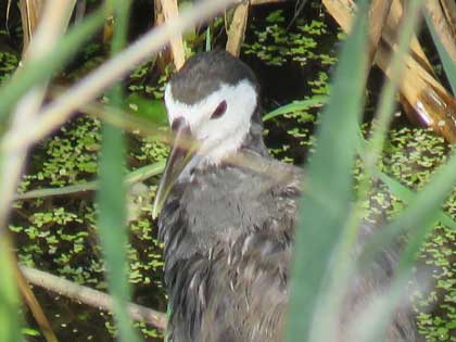 シロハラクイナ