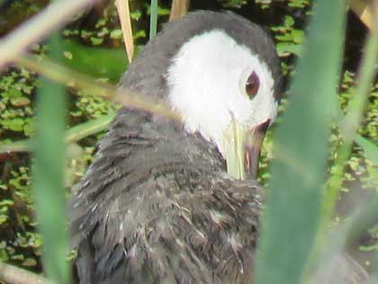 シロハラクイナ