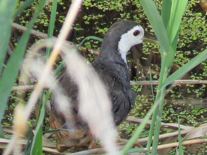 シロハラクイナ