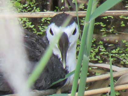 シロハラクイナ