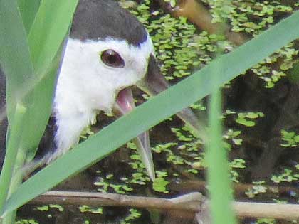 シロハラクイナ