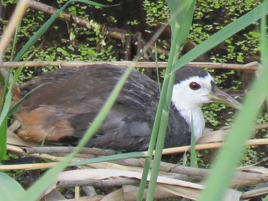 シロハラクイナ