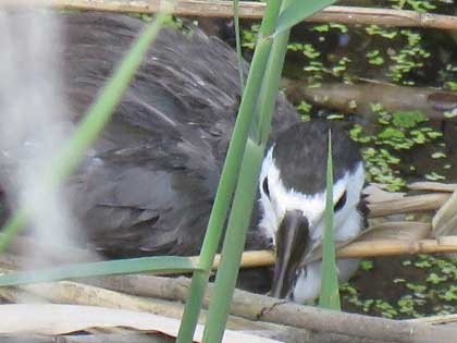 シロハラクイナ