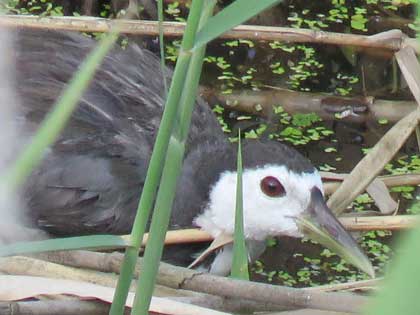 シロハラクイナ