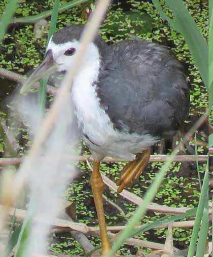 シロハラクイナ