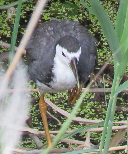 シロハラクイナ