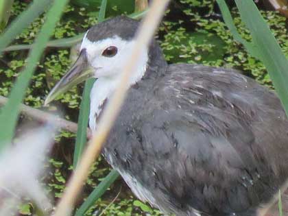 シロハラクイナ