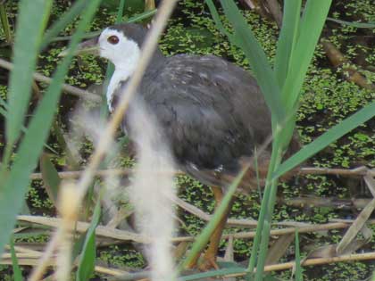 シロハラクイナ