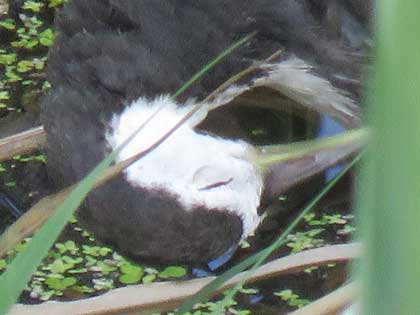 シロハラクイナ