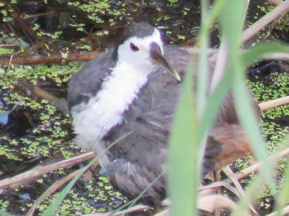 シロハラクイナ