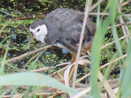 シロハラクイナ