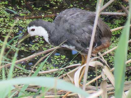 シロハラクイナ