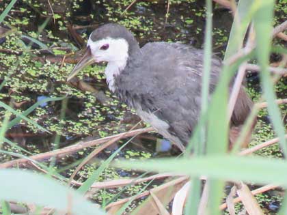 シロハラクイナ