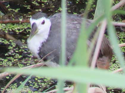 シロハラクイナ