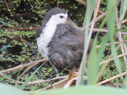 シロハラクイナ