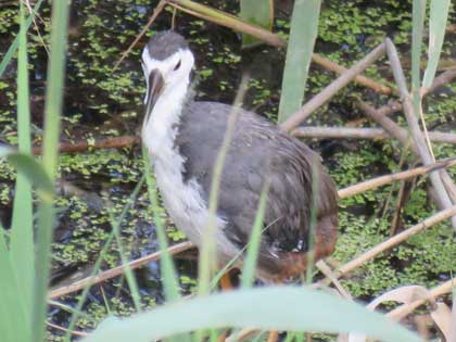 シロハラクイナ