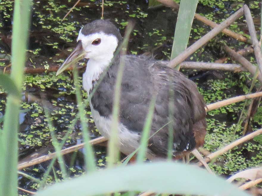 シロハラクイナ