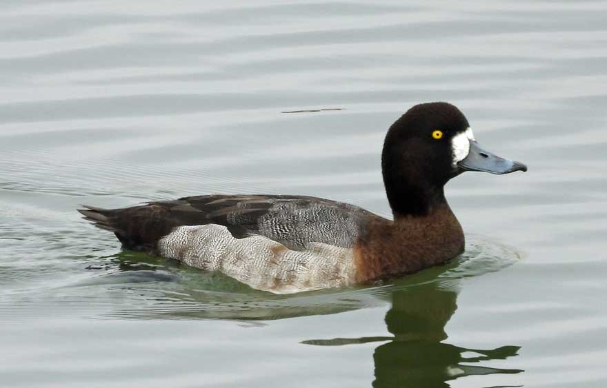 旭ヶ丘野鳥写真館 旭ヶ丘野鳥写真館