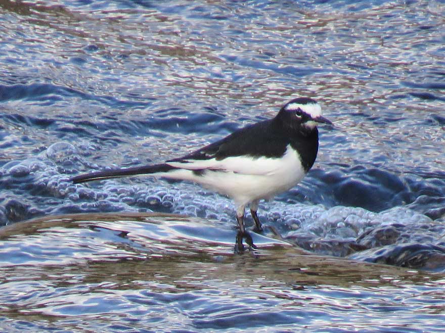 セグロセキレイ