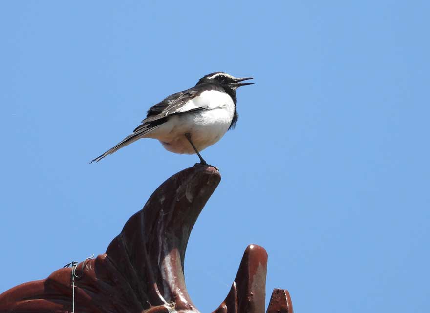 セグロセキレイ